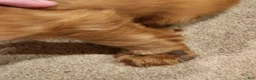 Cavalier King Charles Spaniel dogs for sale: Buck - Ad 4