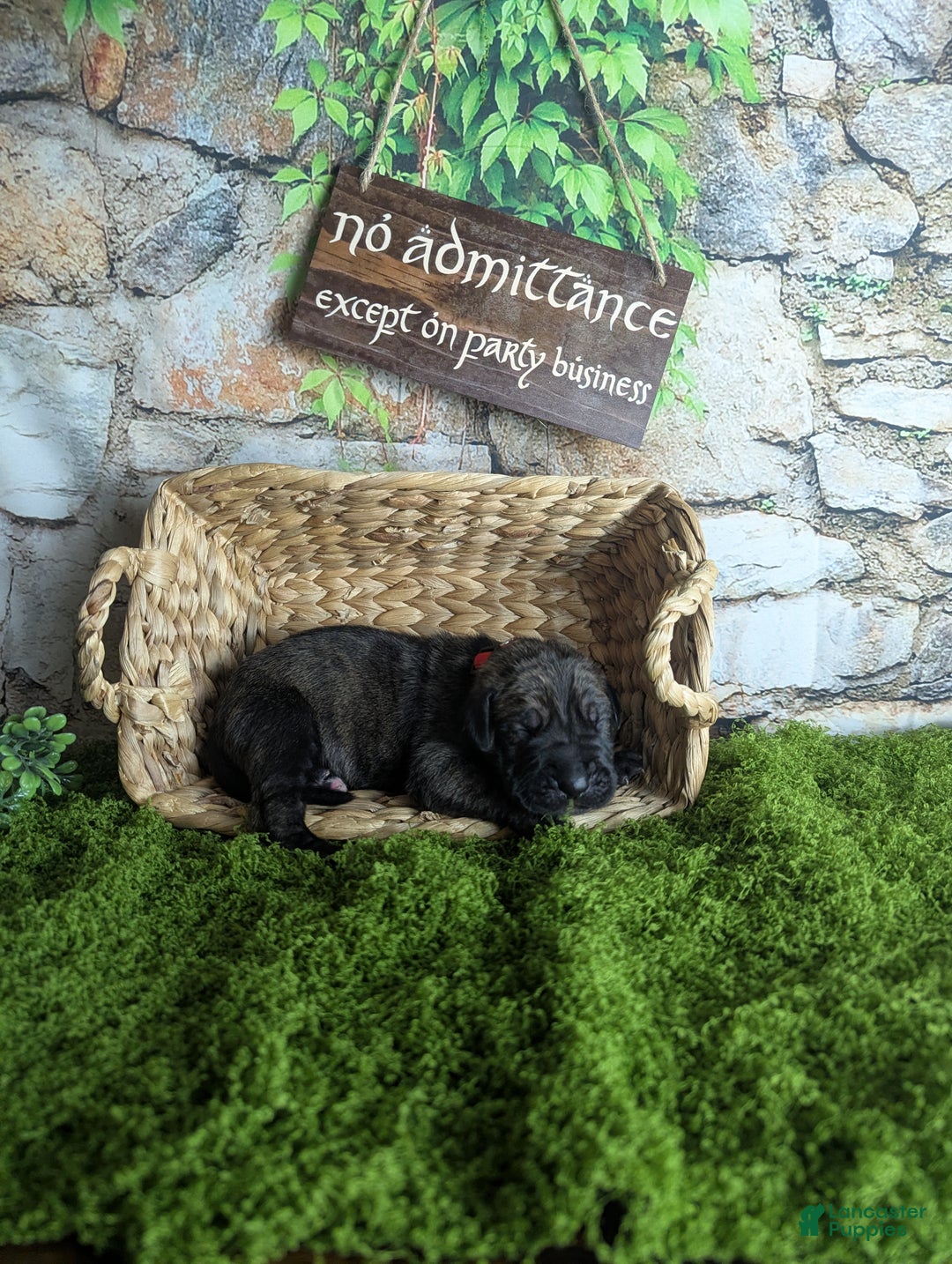 Great Dane dogs for sale: Aragorn Brindle Male Great Dane Puppy  - Ad 3