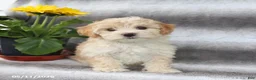 Maltipoo dogs for sale: Sadie - Ad 1