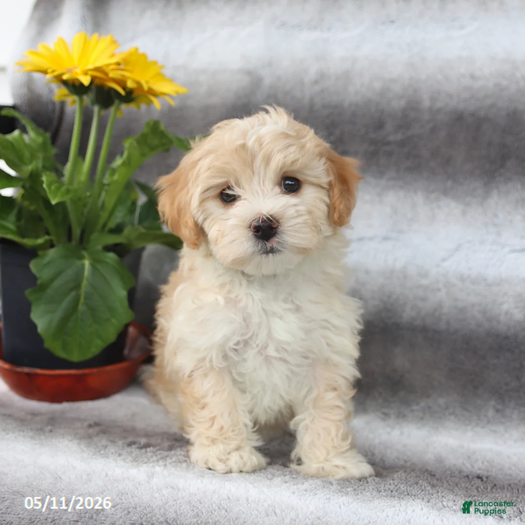 Maltipoo dogs for sale: Sadie - Ad 1