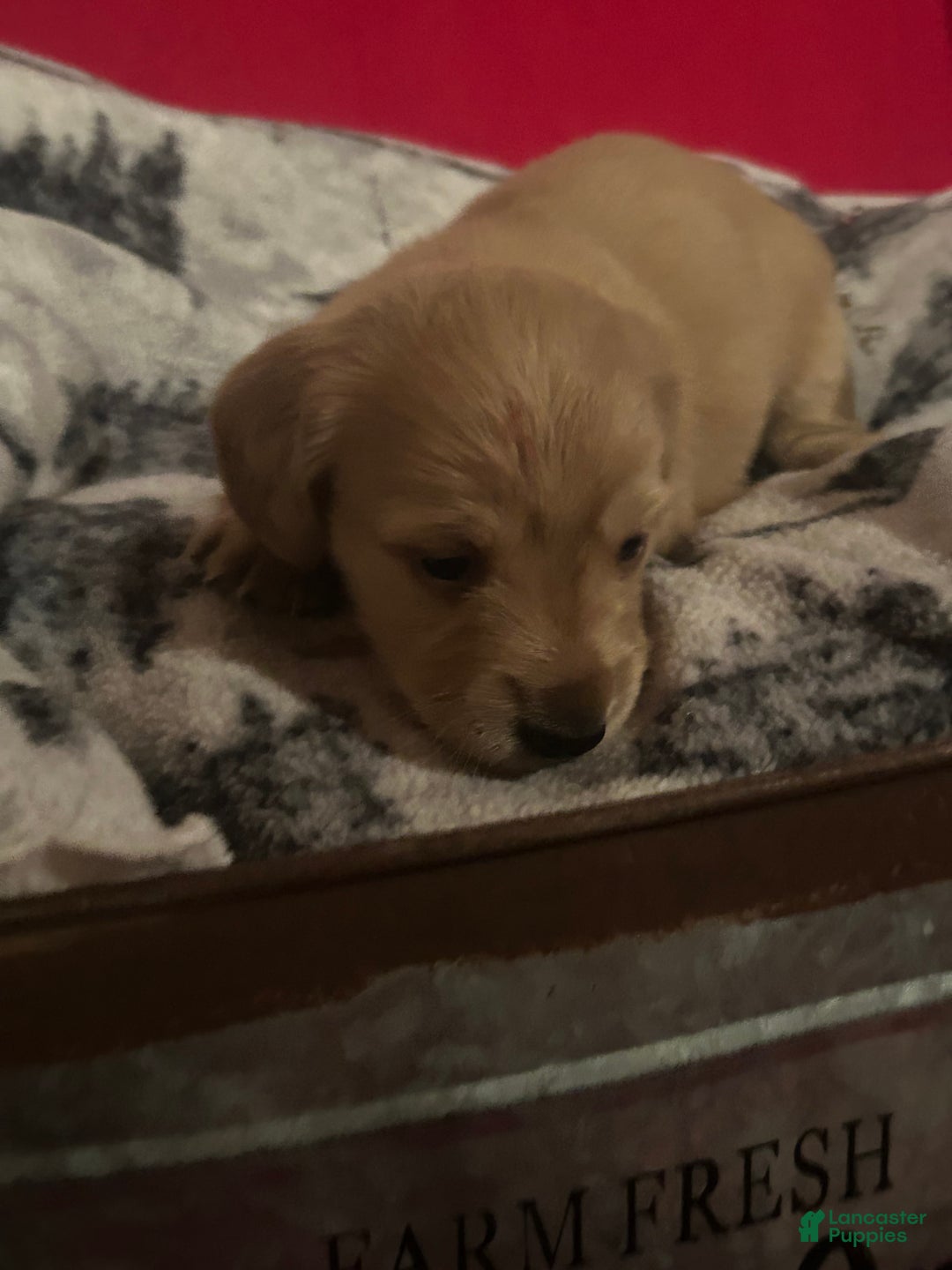 Miniature Dachshund dogs for sale: Miniature Dachshund Puppy 5 - Ad 1