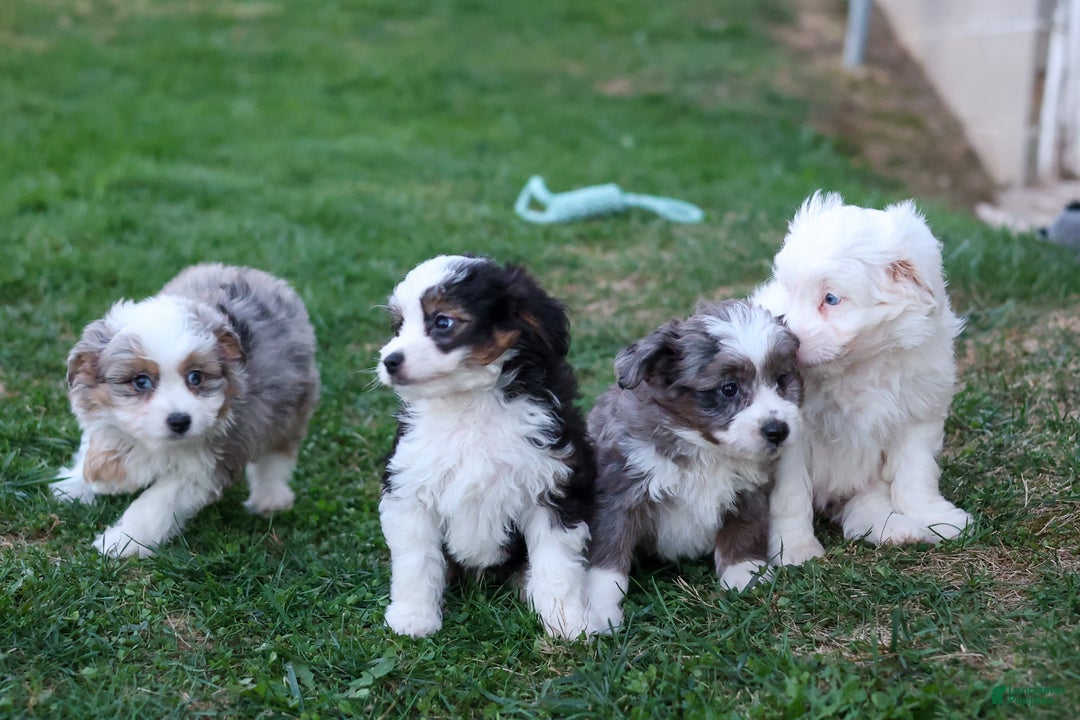 Mini Aussiedoodle dogs for sale: LEE - Ad 3