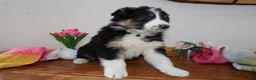 Mini Aussiedoodle dogs for sale: Mini Aussiedoodle Puppy 11 Maxwell  - Ad 4