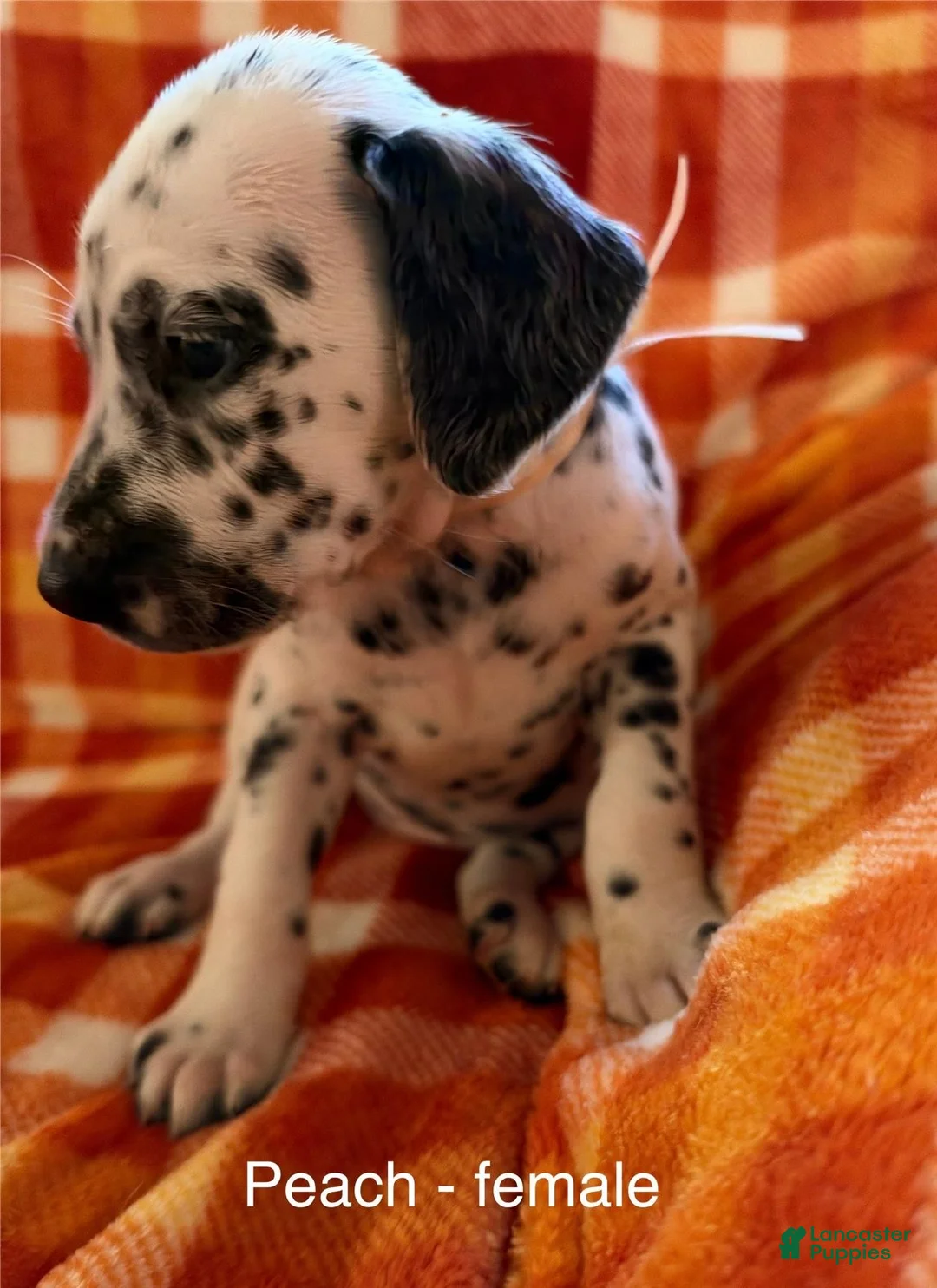 Dalmatian dogs for sale: Peach - Ad 2