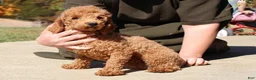 Miniature Poodle dogs for sale: Selesta - Ad 6