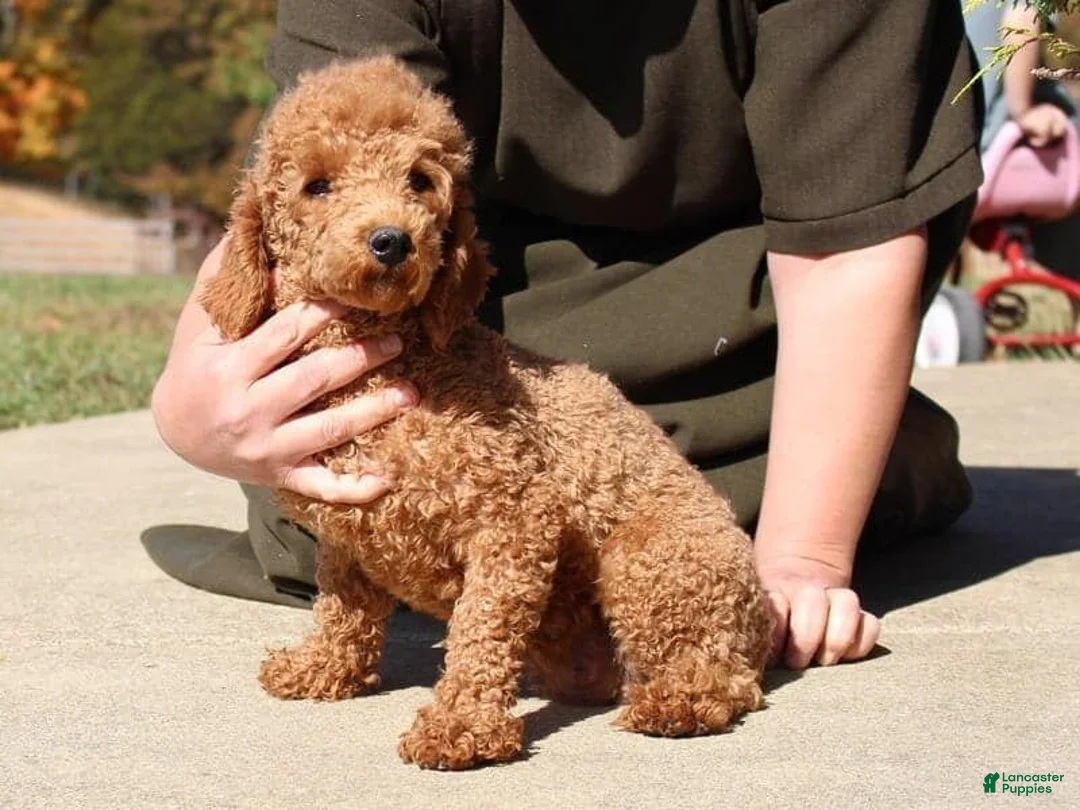 Miniature Poodle dogs for sale: Selesta - Ad 6