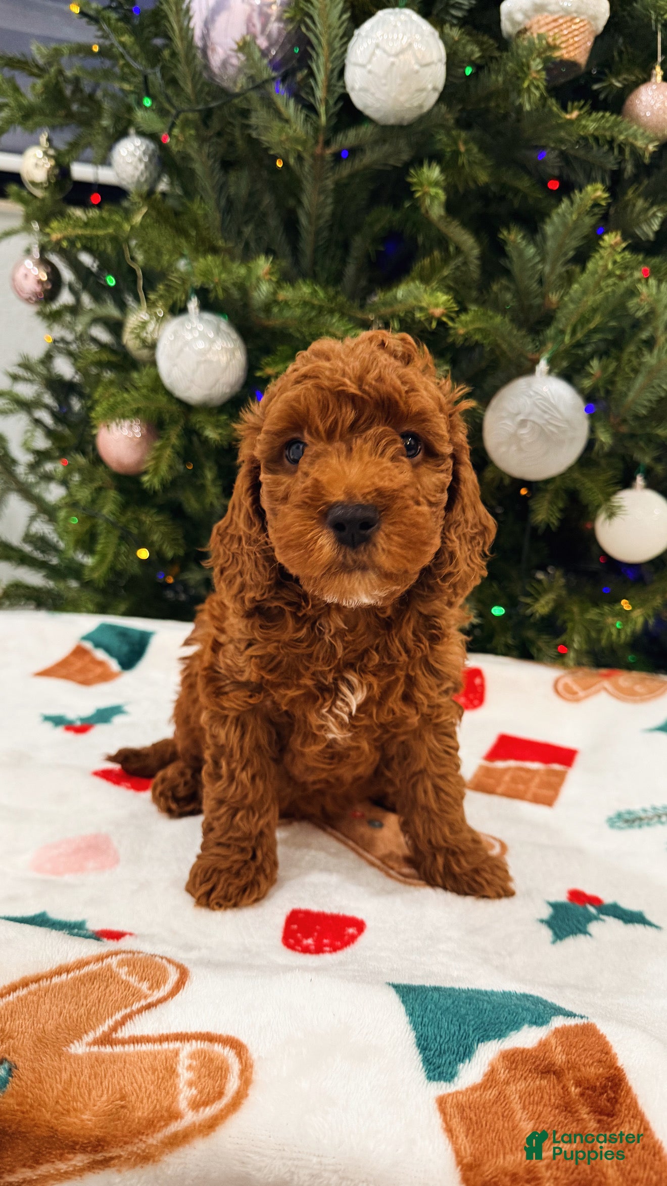 Mini Goldendoodle dogs Nashville - Ad 27