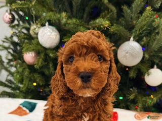 Mini Goldendoodle dogs Nashville - Ad 27