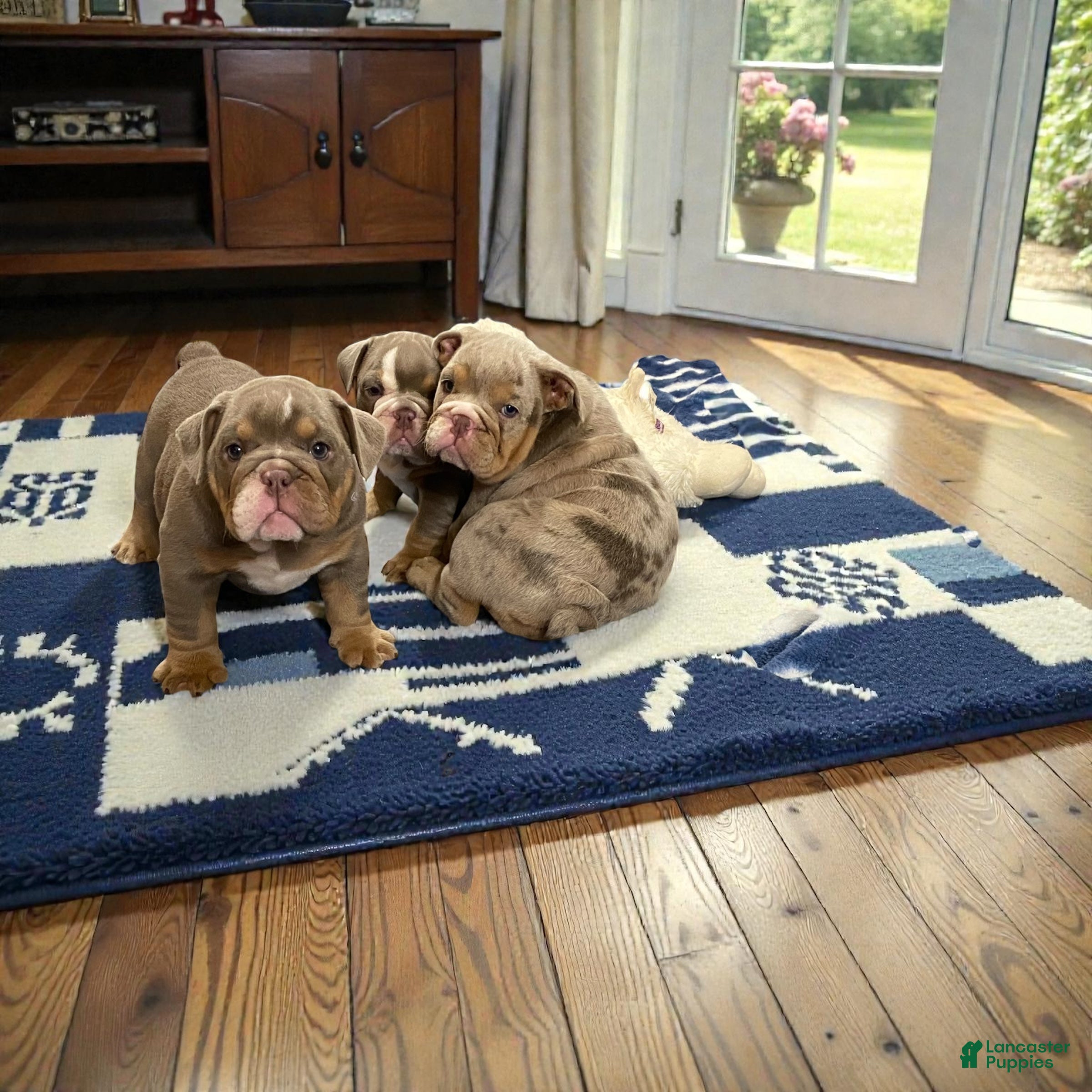 English Bulldog dogs Ellie - Ad 26