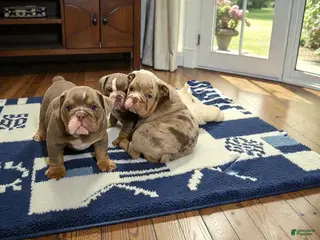 English Bulldog dogs Ellie - Ad 21