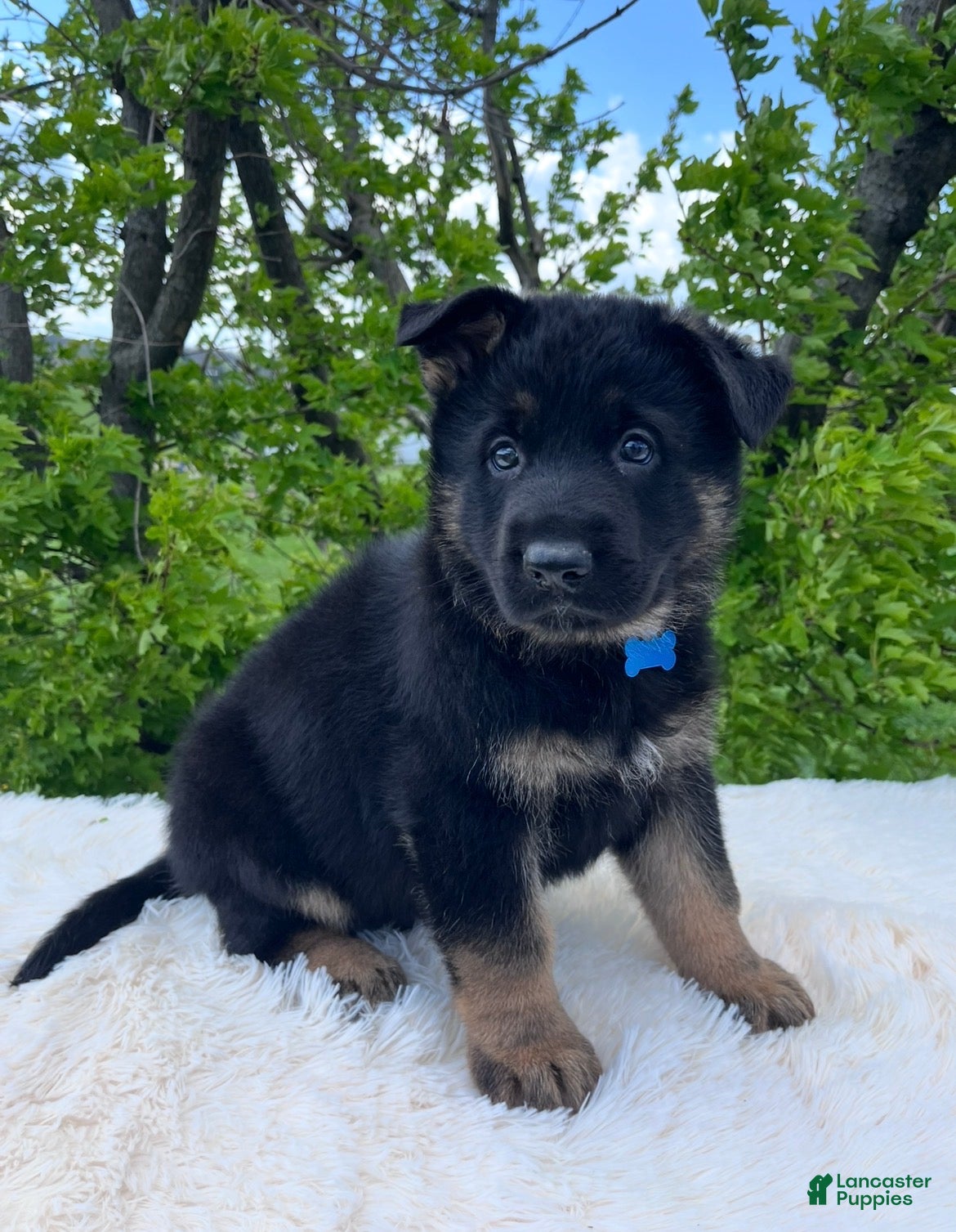 German Shepherd dogs Sarge - Ad 1