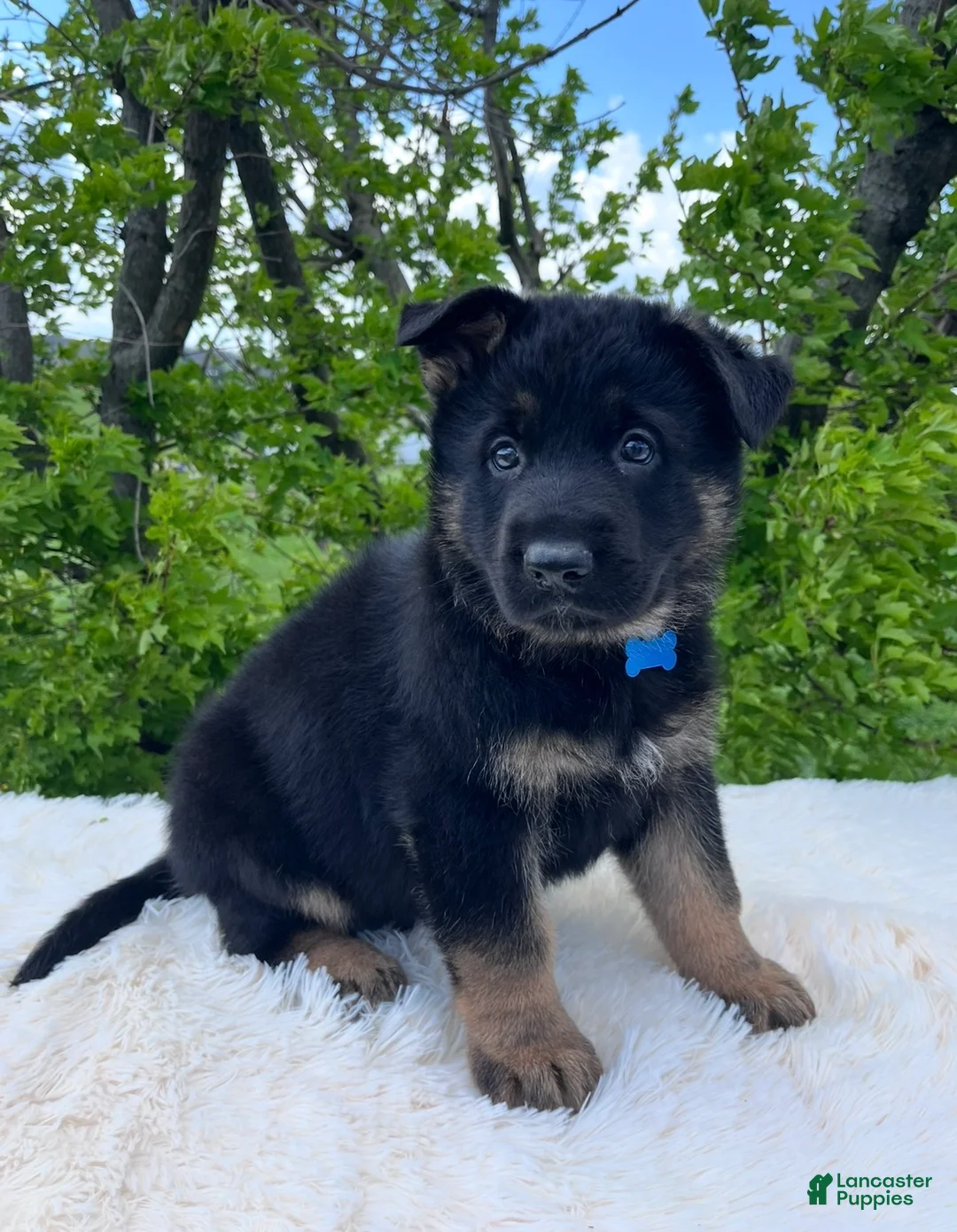 German Shepherd dogs for sale: Sarge - Ad 1