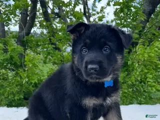 German Shepherd dogs for sale: Sarge - Ad 2