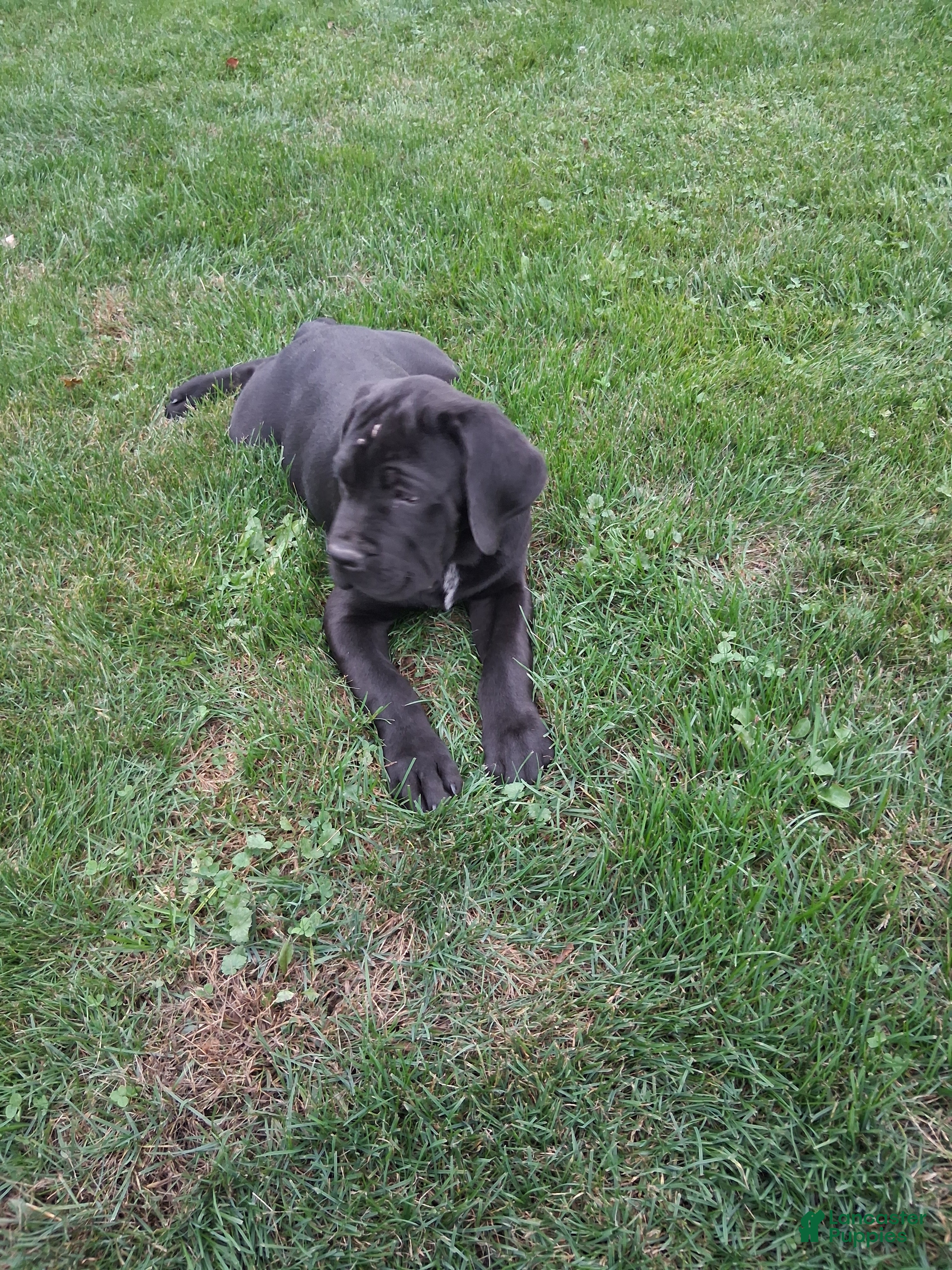 Cane Corso dogs Bow Wow 676 - Ad 2