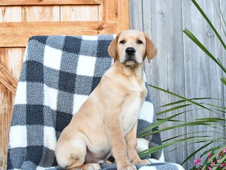 Labrador Retriever dogs - Ad 40