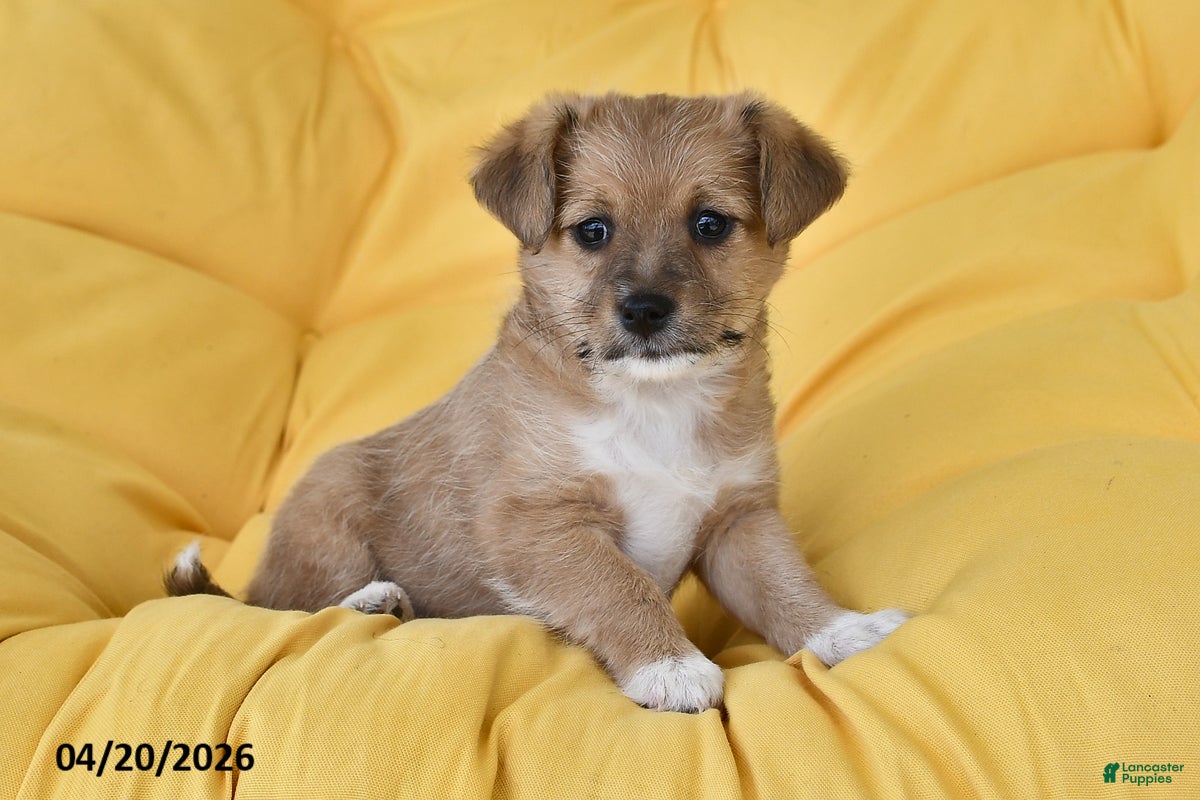 Mixed Breed dogs Daffodil - Ad 1