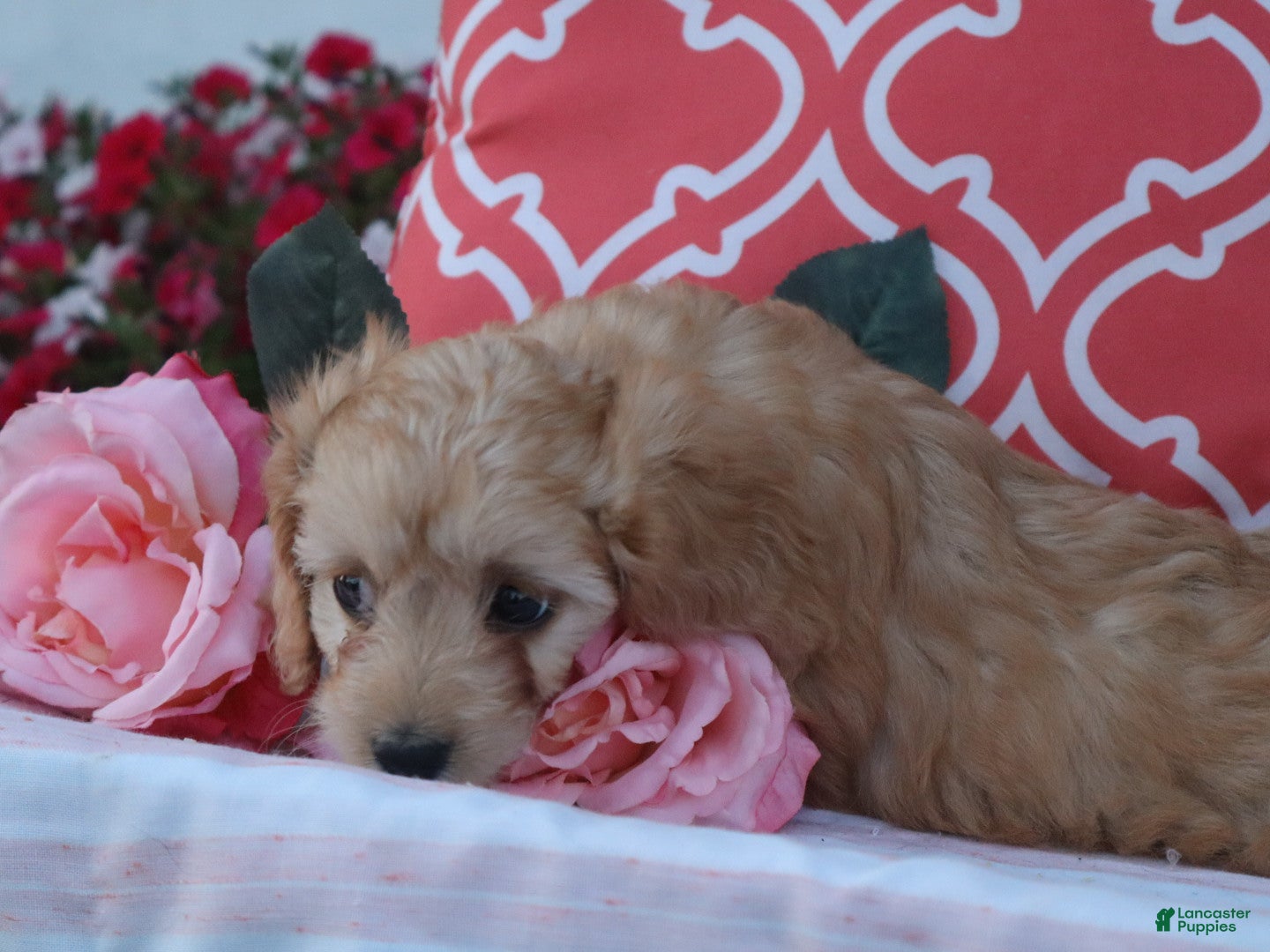 Cavapoo dogs Hadley - Ad 2