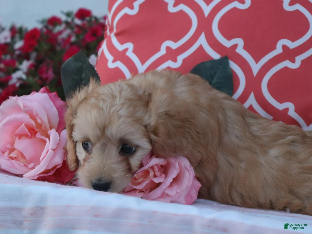 Cavapoo dogs for sale: Hadley - Ad 2