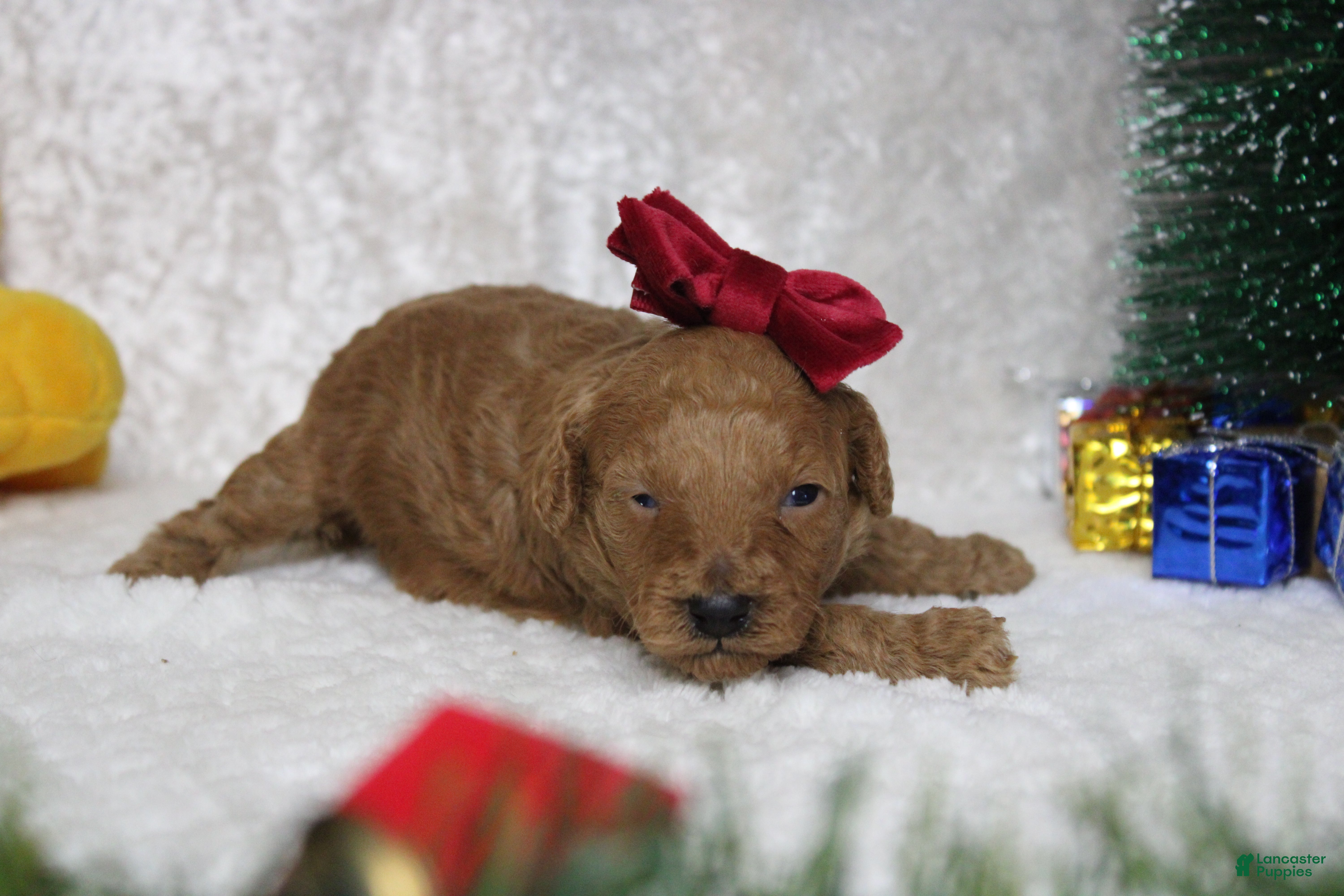 Toy Poodle dogs Ruby - Ad 18