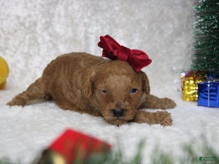 Toy Poodle dogs Ruby - Ad 18