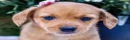 Mixed Breed dogs for sale: Coco - Ad 13