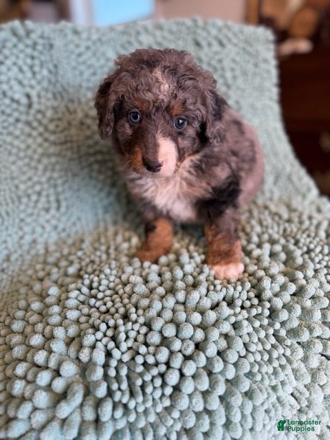 Bernedoodle dogs for sale: Kermit - Ad 1