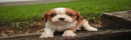 Cavalier King Charles Spaniel dogs for sale: Sunny Cavalier King Charles Spaniel  - Ad 5