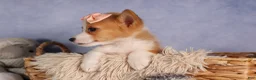 Welsh Corgi Pembroke dogs for sale: Carrie  - Ad 5