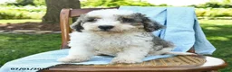 Mini Bernedoodle dogs for sale: Cara  - Ad 10
