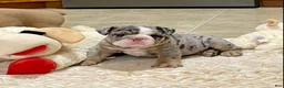 English Bulldog dogs for sale: Tank - Ad 5