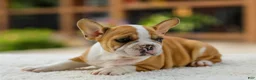 French Bulldog dogs for sale: Oasis – Fawn/White - Ad 14