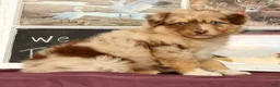 Miniature Australian Shepherd dogs for sale: Shamrock - Ad 1