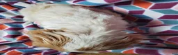 Cocker Spaniel dogs for sale: Tucker - Ad 5