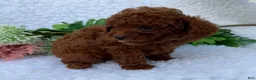 Toy Poodle dogs for sale: Oliver - Ad 7