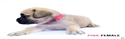Cane Corso dogs for sale: Blue Male - Ad 6