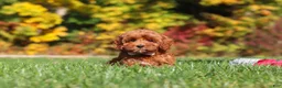 Cockapoo dogs for sale: Goldie - Ad 5