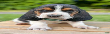 Archie