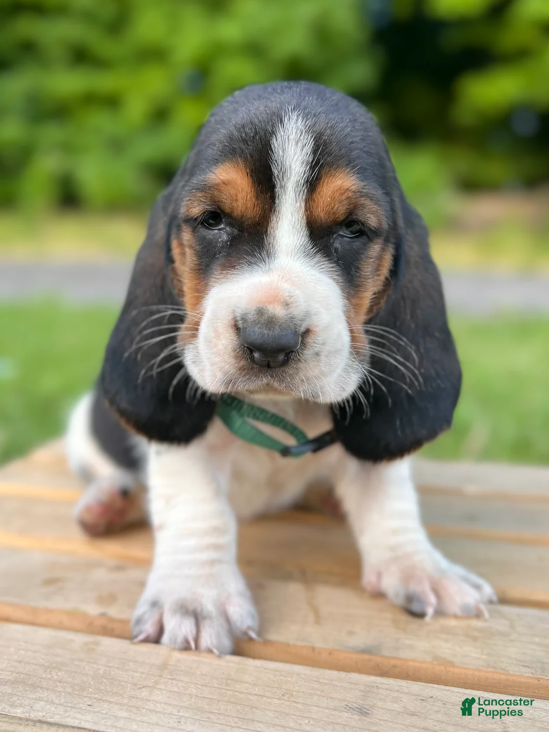 Basset Hound dogs for sale: Archie - Ad 1