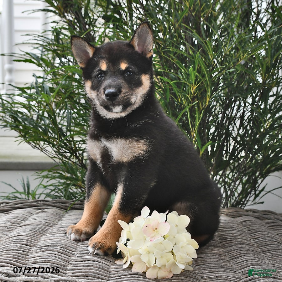 Shiba Inu dogs Skye - Ad 1