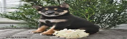 Shiba Inu dogs for sale: Skye - Ad 1