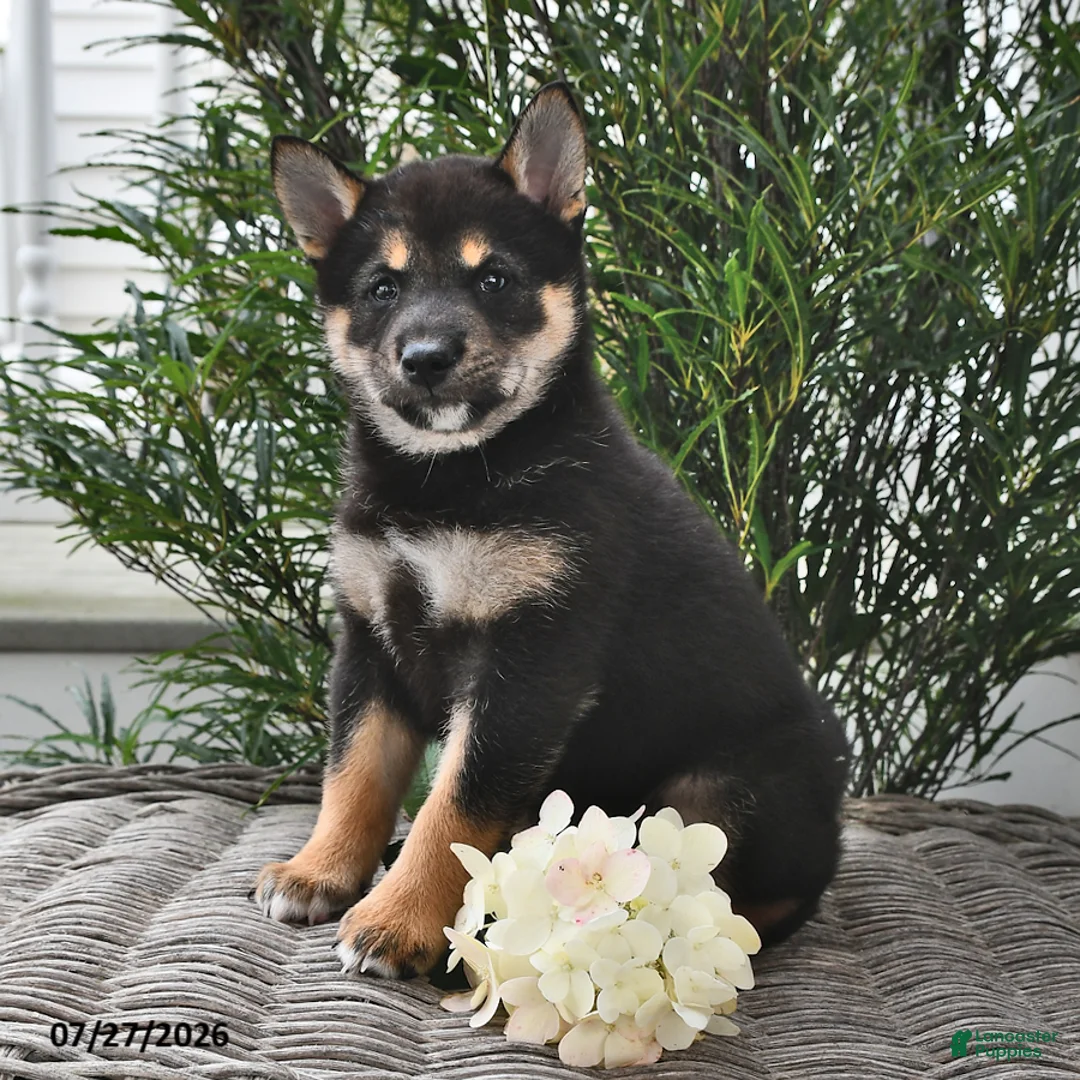 Shiba Inu dogs for sale: Skye - Ad 1