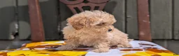 Miniature Poodle dogs for sale: Cody - Ad 8
