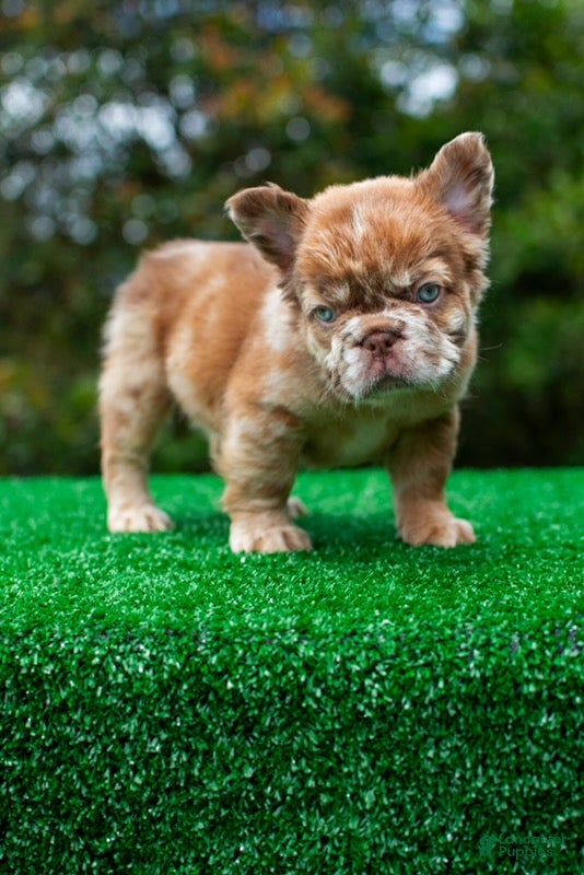 French Bulldog dogs  “CINDERELLA” LUXURY Rojo Merle Fluffy in LA- US Delivery & Financing!  - Ad 1