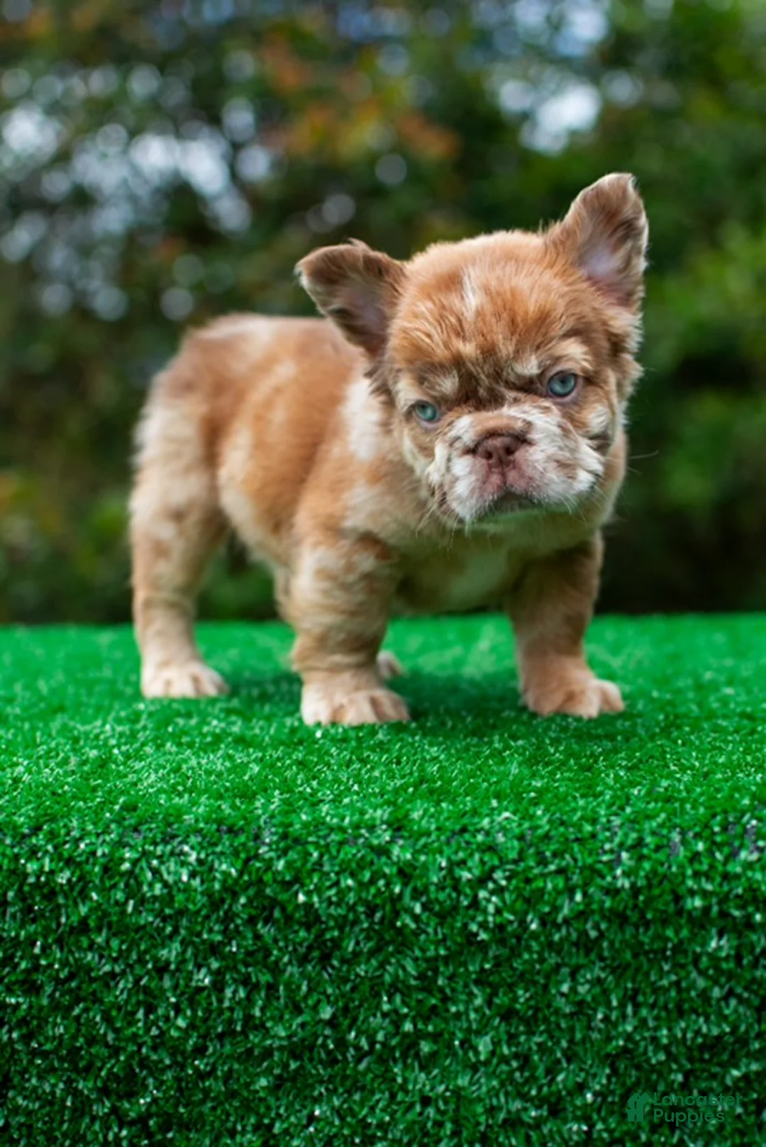 French Bulldog dogs for sale:  “CINDERELLA” LUXURY Rojo Merle Fluffy in LA- US Delivery & Financing!  - Ad 1