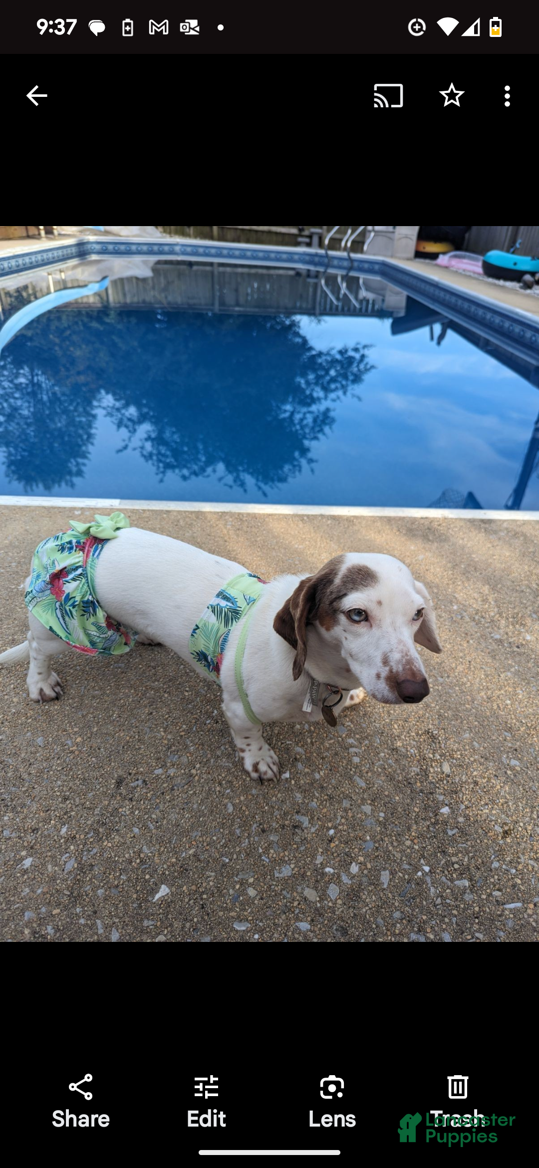 Miniature Dachshund dogs for sale: Coco - Ad 5