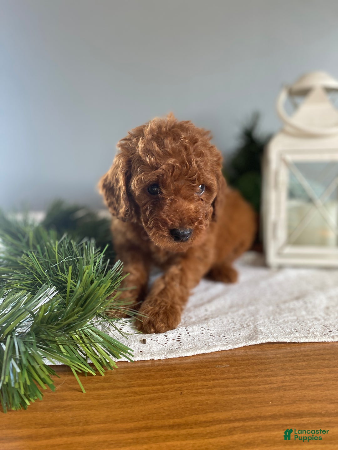 Mixed Breed dogs for sale: Alpine - Ad 1