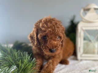 Mixed Breed dogs Alpine - Ad 21