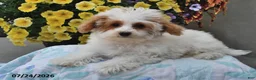 Miniature Poodle dogs for sale: Star - Ad 4