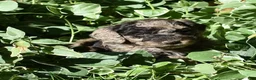 Standard Poodle dogs for sale: Standard Poodle 9 Chocolate Merle - Ad 1