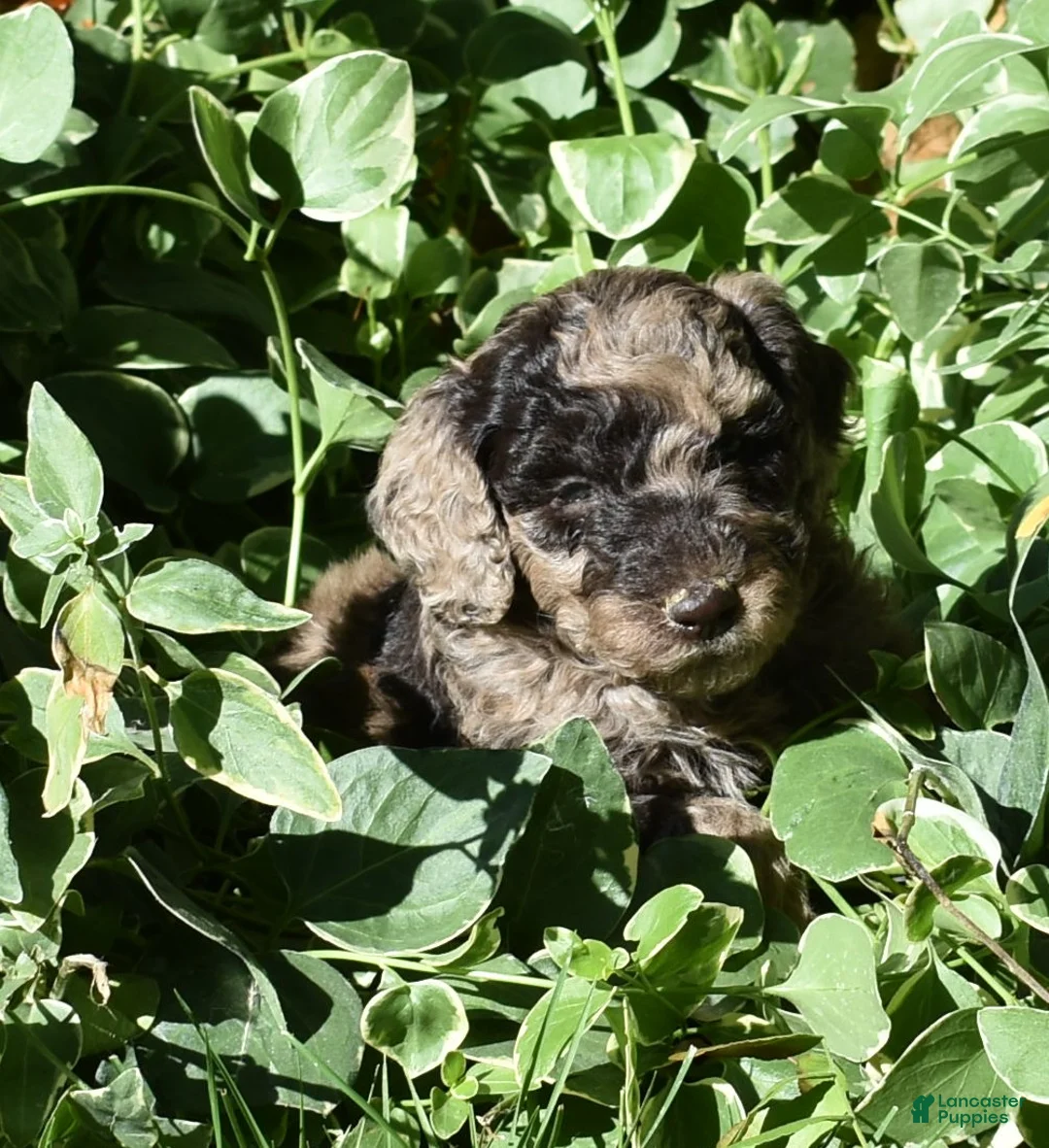 Standard Poodle dogs for sale: Standard Poodle 9 Chocolate Merle - Ad 1